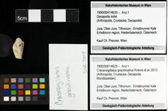 Foto (Objekt + Etiketten) von Cracensigillatus gracilirostrus (Robins et al., 2013) 